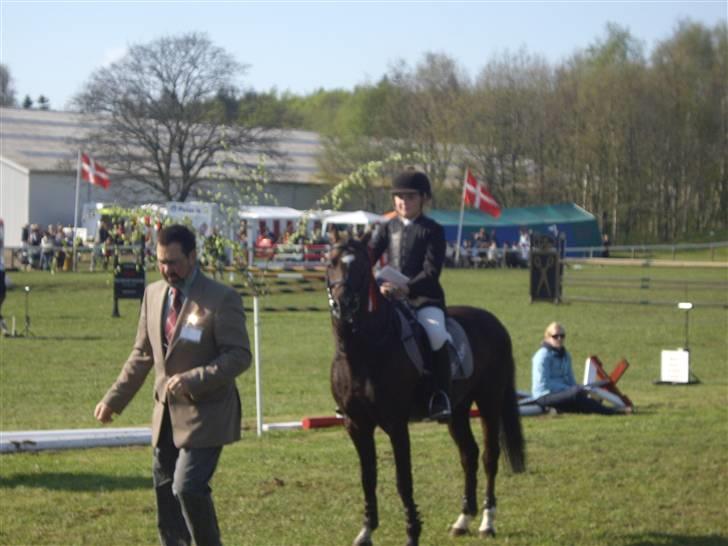 Welsh Pony (sec B) Jedidjan Rufus / R.I.P. / billede 19