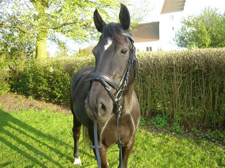 Oldenborg FREJA<3 - Freja 2008 billede 10