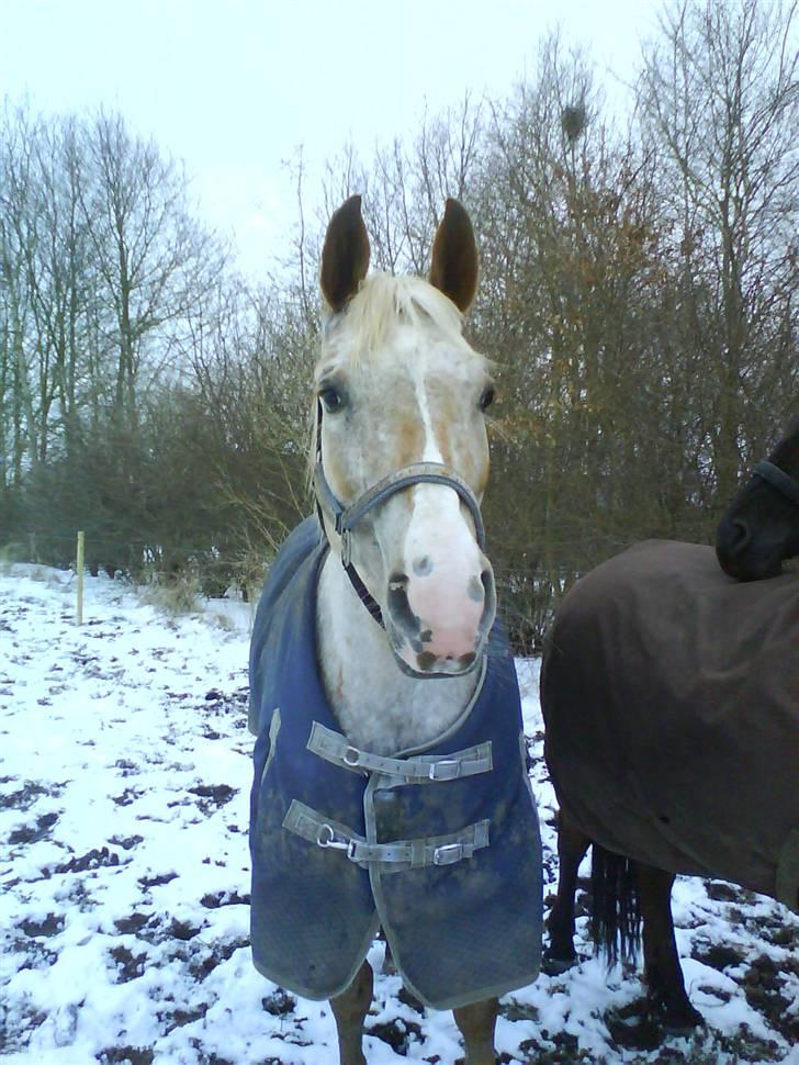 Anden særlig race Athene billede 20