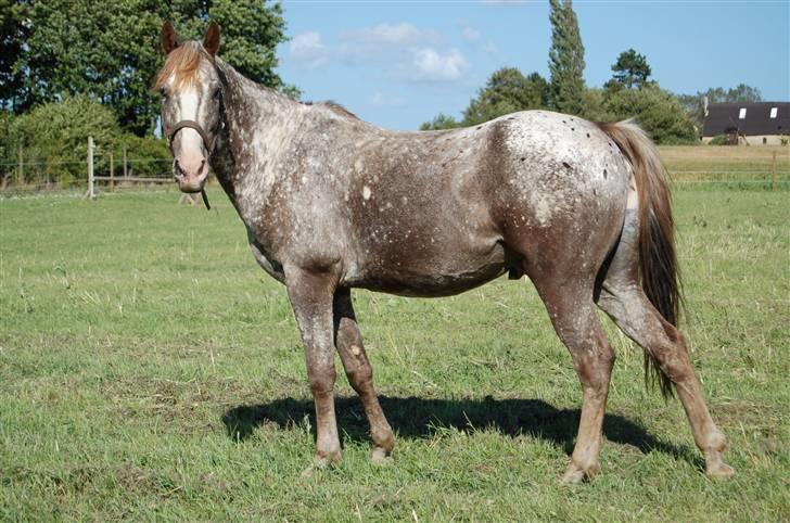 Appaloosa Coco craem - flere billeder kommer billede 1