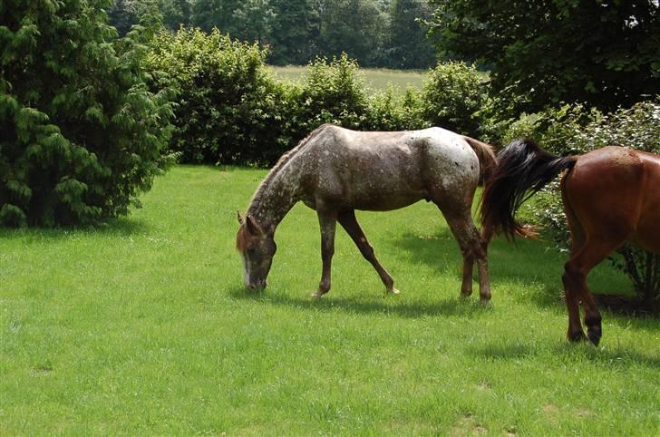 Appaloosa Coco craem - flere billeder kommer billede 2
