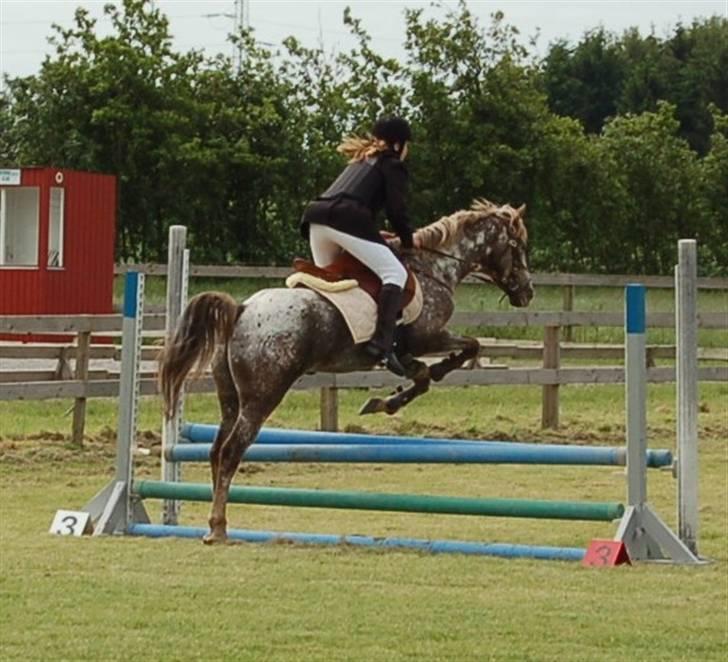 Appaloosa Coco craem - flere billeder kommer billede 3