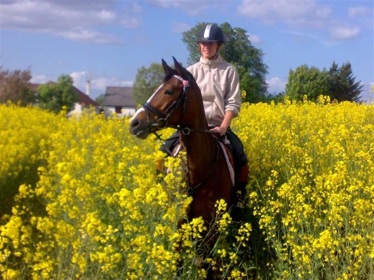 Tysk Sportspony Pamina 375 (Flyve-egern) - du er mit et & alt<33 billede 12