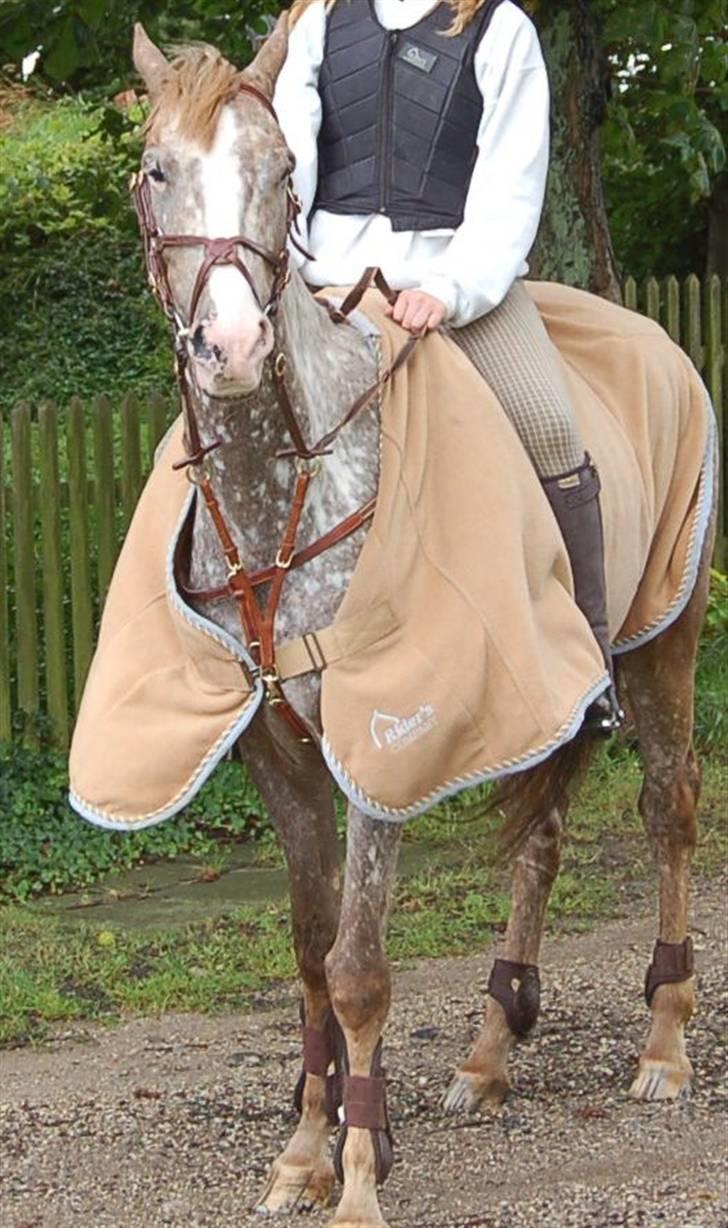 Appaloosa Coco craem - flere billeder kommer billede 4