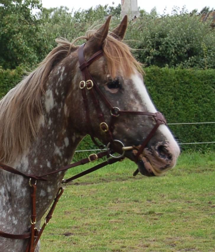 Appaloosa Coco craem - flere billeder kommer billede 5
