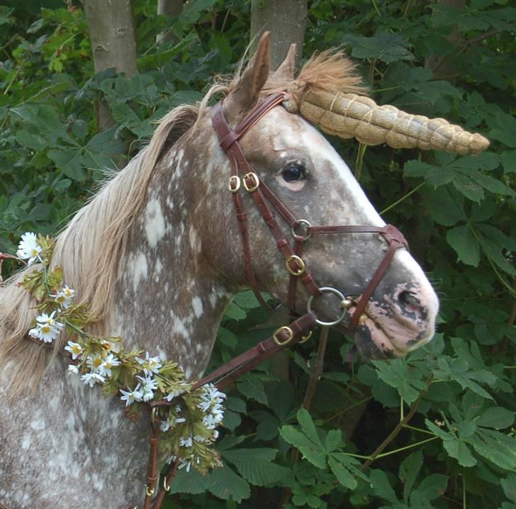 Appaloosa Coco craem - flere billeder kommer billede 6