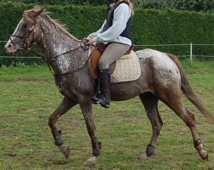 Appaloosa Coco craem - flere billeder kommer billede 7
