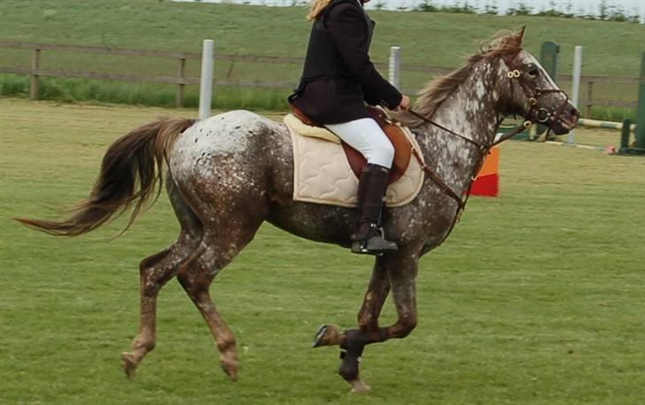 Appaloosa Coco craem - flere billeder kommer billede 8