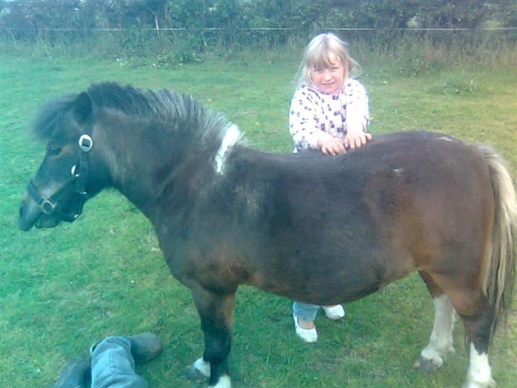 Shetlænder Spidie  billede 12