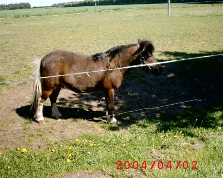 Shetlænder Spidie  billede 13