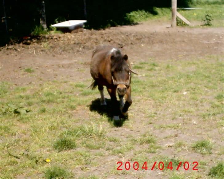Shetlænder Spidie  billede 14