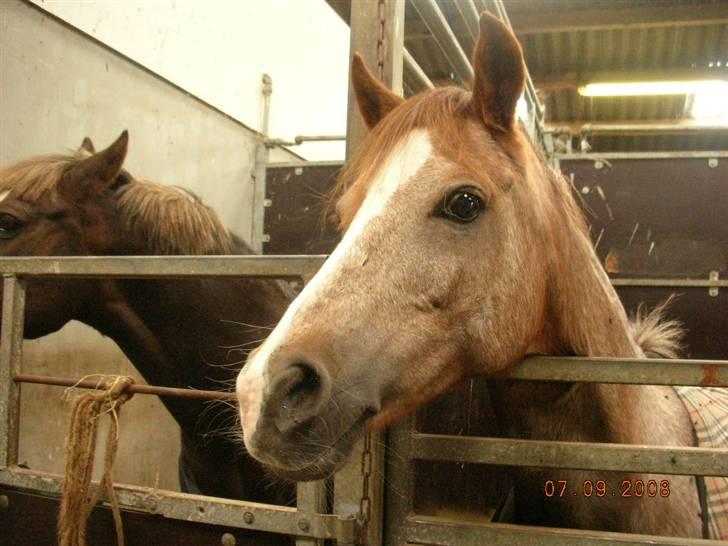 Welsh Pony (sec B) Amandas ElveraSolgt:/ - nurhh billede 5