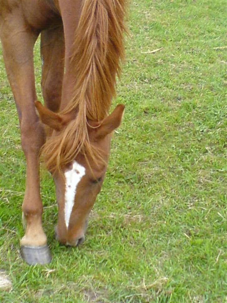 Anden særlig race Ahorns kira <3 *SOLGT* - ´ da vi lige havde fået dig (L elsker dig tøsen billede 12