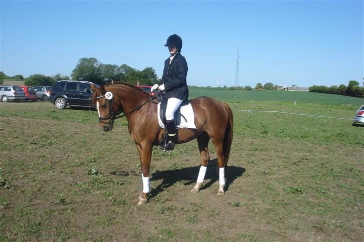 Anden særlig race Ahorns kira <3 *SOLGT* - igen ;D min ridestøvle gik i stykker i lynlåsen da jeg var ved at sadle op, så vi fik travlt med at finde noget der kunne holde den ;D . men det gik da , en flot fjerde plads <3  billede 14