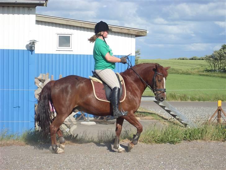 Anden særlig race Felex - træning (: Fotograf : Rikke  billede 12