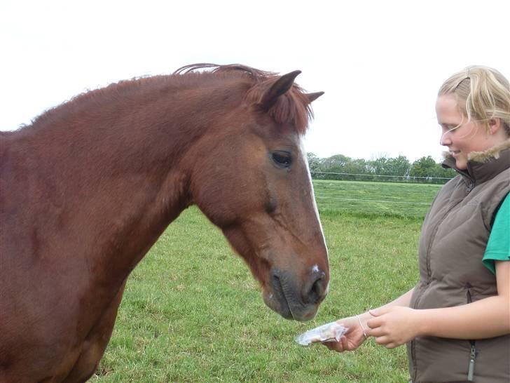 Anden særlig race Felex - På marken (: Fotograf : Rikke (: billede 14