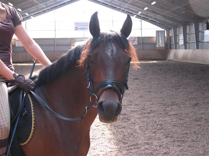 Anden særlig race Højgårds Magic Star *EX* - *NYT* 07.09.08   kommer til at savne diig...:( men Jasmin skal nok tage sig godt af diig<3 billede 3