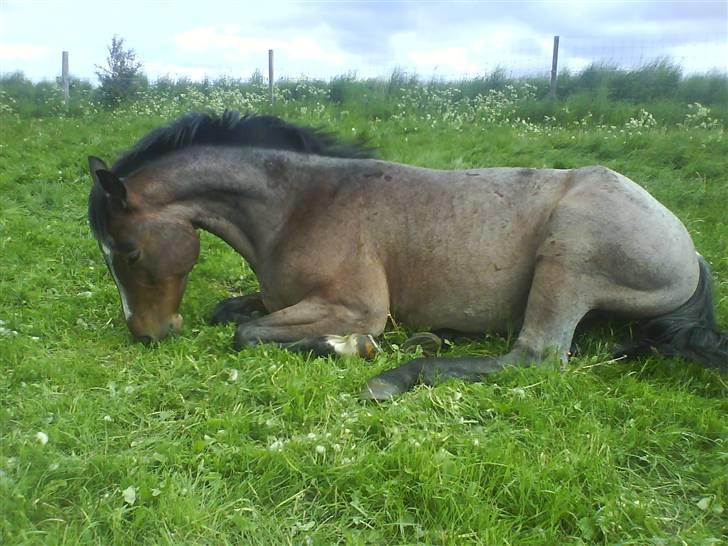 Anden særlig race Barry - Det er så hårdt at græsse at det lille myr må ligge ned:-) billede 2