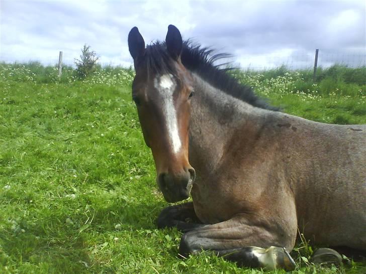 Anden særlig race Barry billede 3