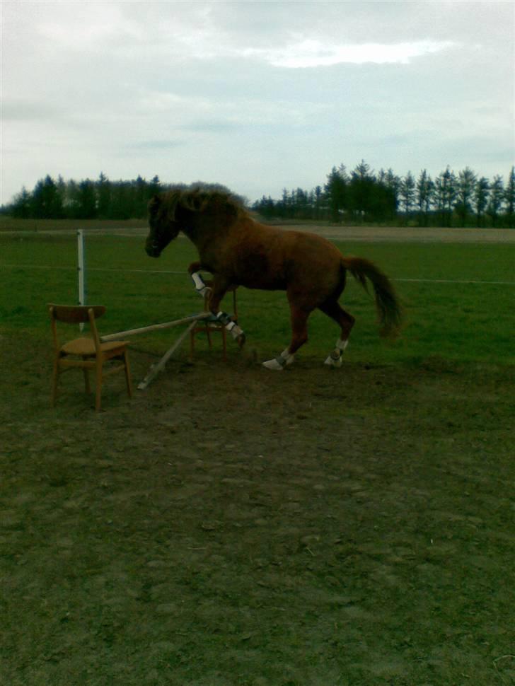 New Forest Natali NF 1820 - hvem siger at en gammel pony ikke kan springe?? billede 12