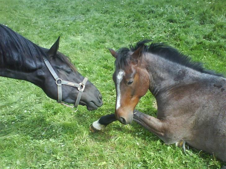Anden særlig race Barry - Calista hilser på billede 4