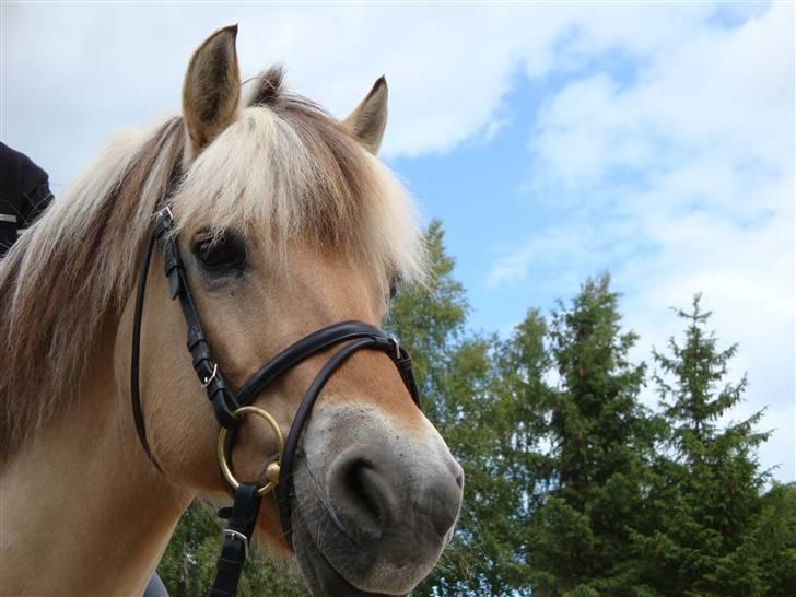 Fjordhest Jenka - Jenka <3 Foto: Mig billede 1