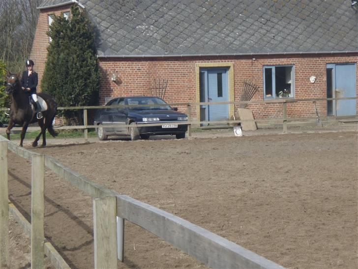 Fuldblod (XX) Jivã *DØD* - inde på banen :) billede 3