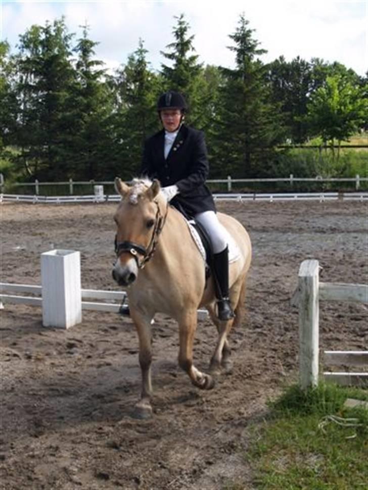 Fjordhest Jenka - Dressur stævne. Foto: Merete billede 2