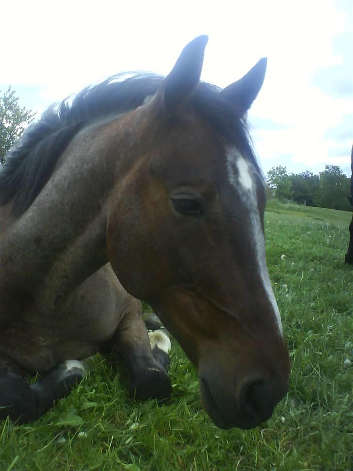 Anden særlig race Barry - Hvis der dog bare var lyd på dette billed - Han grynter, heeelt nede fra mavsen af:-) billede 5