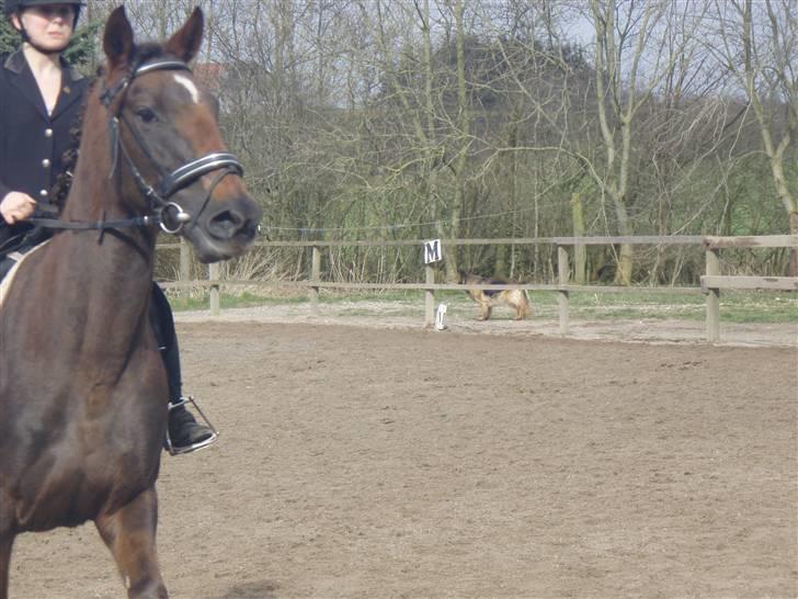 Fuldblod (XX) Jivã *DØD* - ujhii ! haha ! billede 4