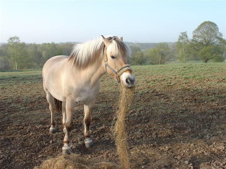 Fjordhest Jenka - Æder wrap på folden. Foto: Mig billede 5