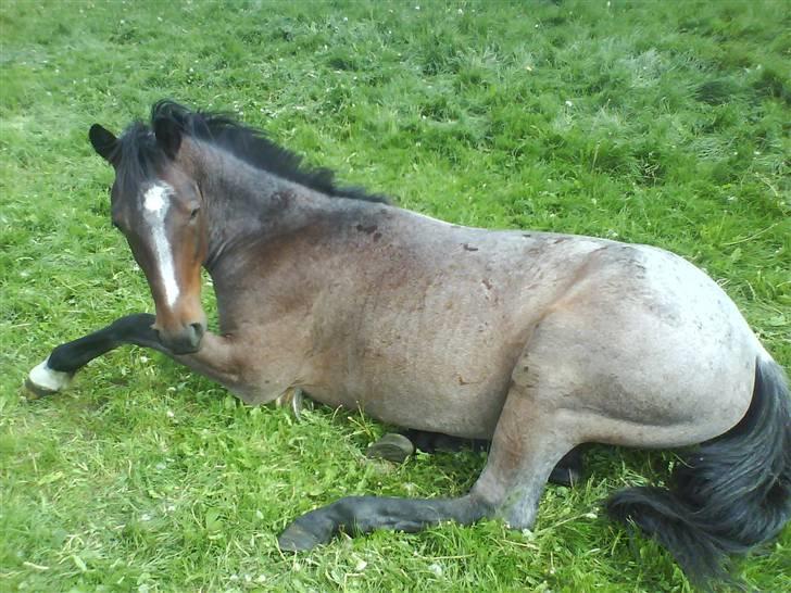Anden særlig race Barry billede 6