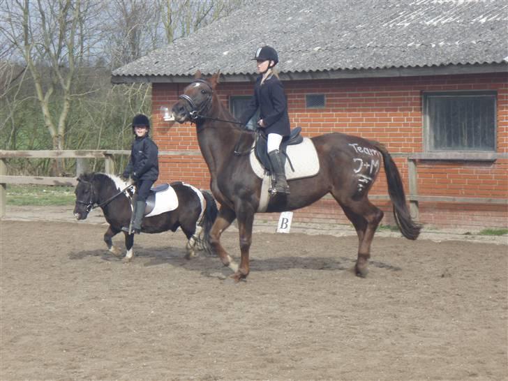 Fuldblod (XX) Jivã *DØD* billede 5