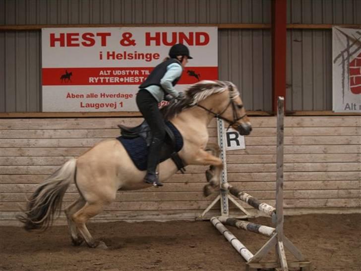Fjordhest Jenka - Springer på ridelejren. Foto: Merete billede 6