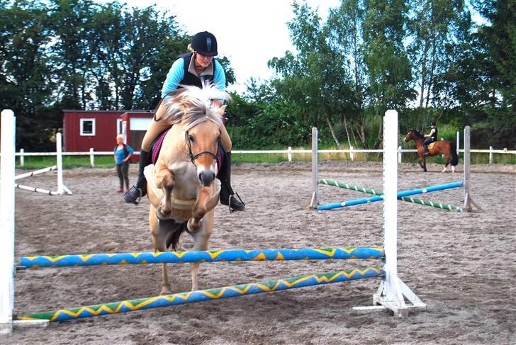 Fjordhest Jenka - Spring træning. Foto: Ditte/Dutte billede 8