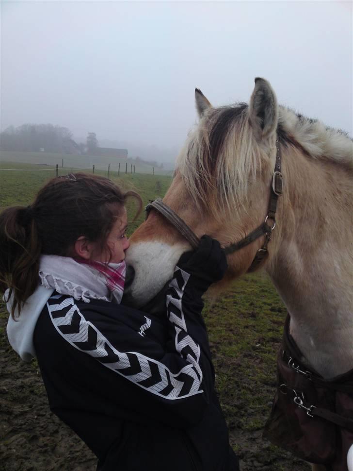 Fjordhest Theodor.. (Solgt) - elsker diiq! :´) billede 10