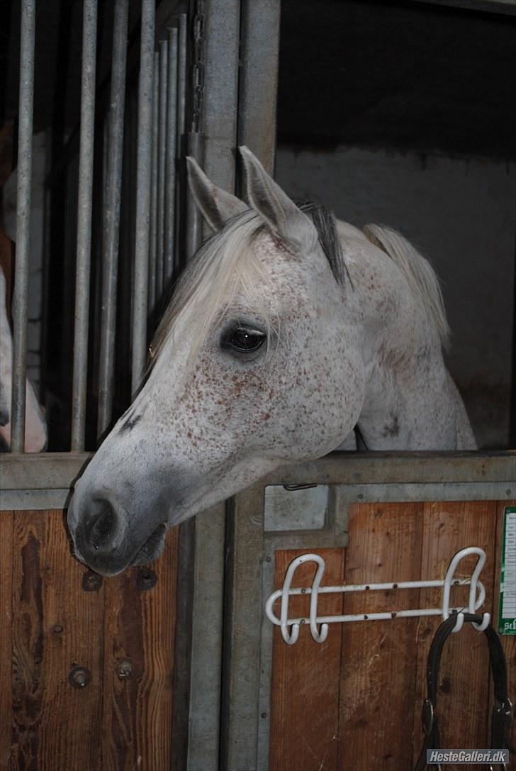 Arabisk fuldblod (OX) Senia  - dejlige (´; Foto: Louise Riis. billede 13