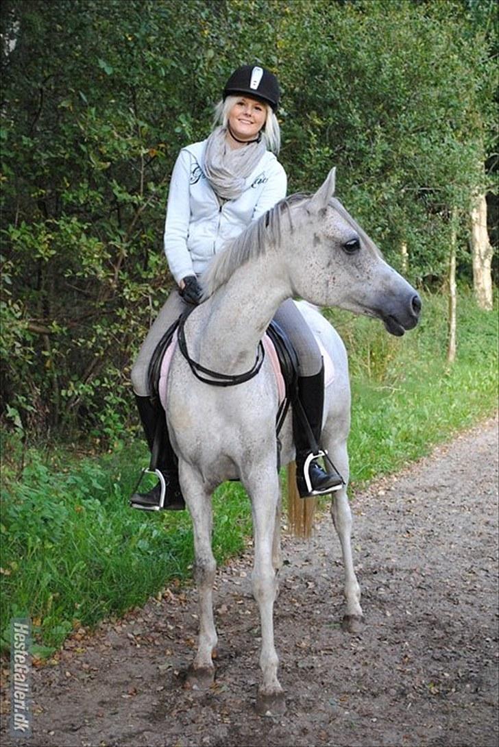Arabisk fuldblod (OX) Senia  - Du og Jeg. Efter lille tur i skoven. Foto; Louise Riis. billede 14