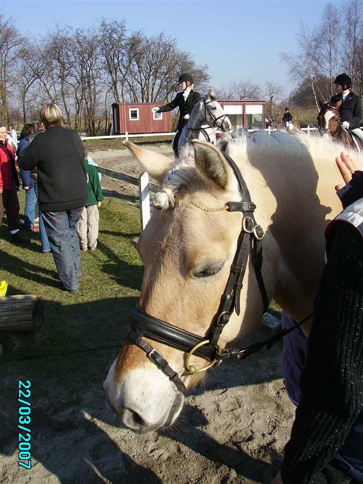 Fjordhest Jenka - Dressur stævne, lige færdig. Foto: Fies far billede 10