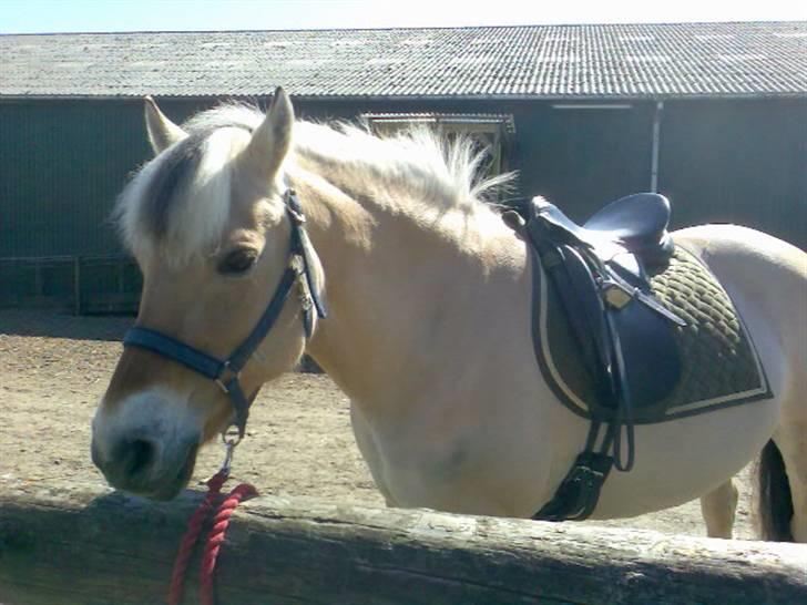 Fjordhest Jenka - Så står du bare det i solen og slapper, lige før at hun skal ud og være kreativ ;D Foto: Mig fra mobil billede 11