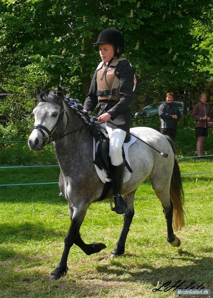 Welsh Mountain (sec A) Christoft Troika - Til ringridning 08 billede 8