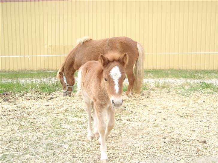 Shetlænder Nørballes Arthur *solgt* - HALLO......ja det er så mig der er den store hingst Arthur..... billede 13