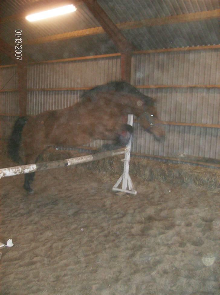 Dansk Varmblod tiffani - tiffani løs springer billede 11