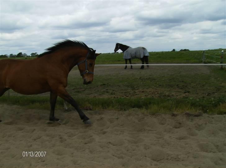 Dansk Varmblod tiffani - løber på banen billede 12