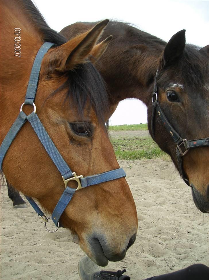 Dansk Varmblod tiffani - de to bedste venner billede 13