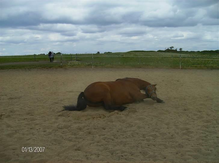Dansk Varmblod tiffani - ruller billede 14