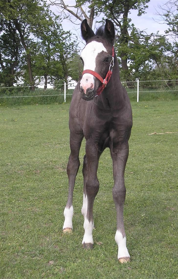 DSP Safir´s Aston billede 7