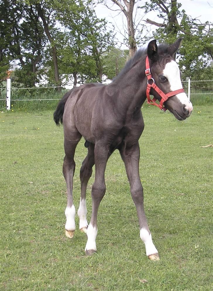 DSP Safir´s Aston billede 8