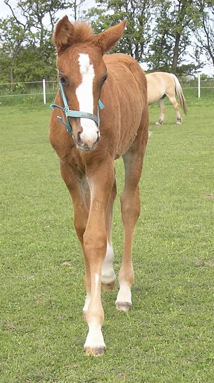 Anden særlig race Manifique Eto'o- SOLGT billede 12