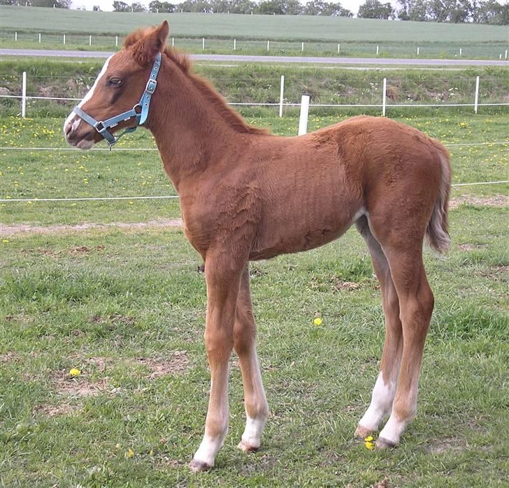 Anden særlig race Manifique Eto'o- SOLGT billede 13